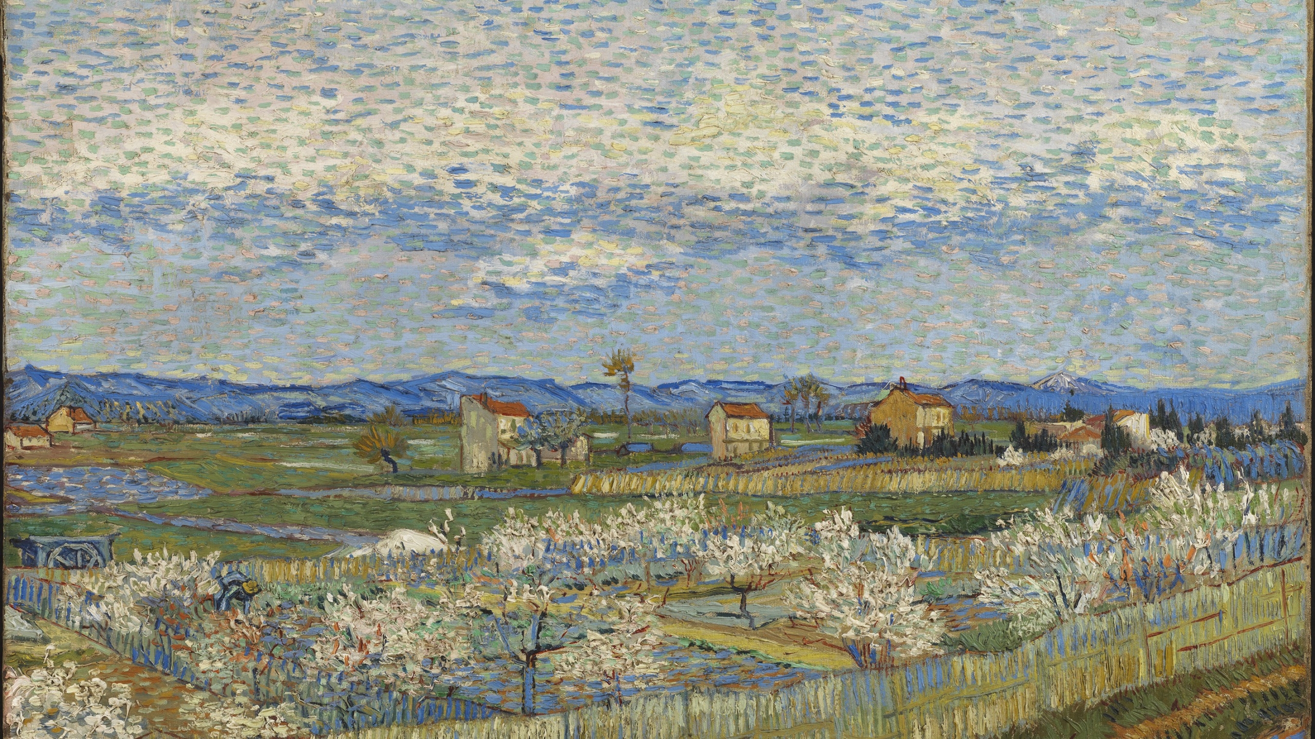 A field of peach trees with houses dotted about; there are mountains in the background.